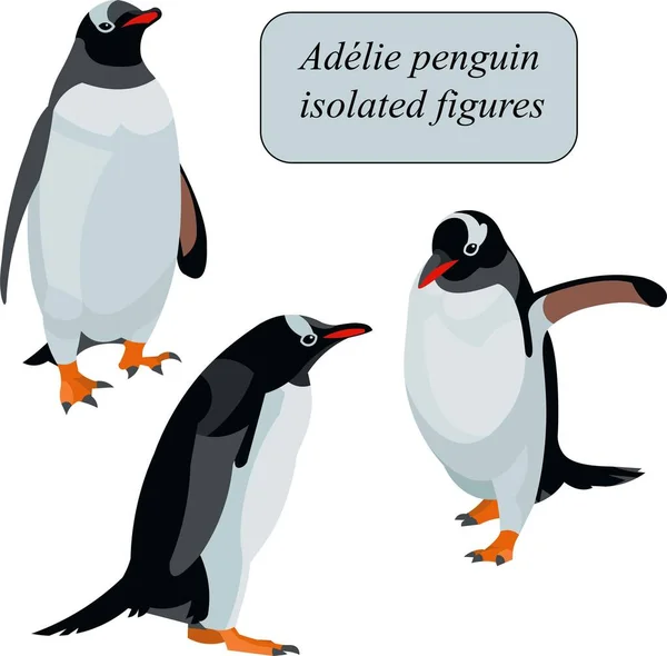 İzole figürler Antarctic Adele penguenleri ayakta, gidiyor, kanatlarını kaldırıyor.