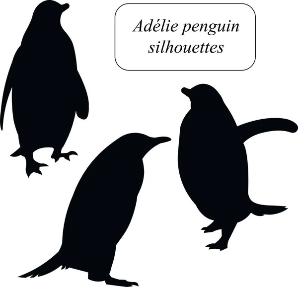 Geïsoleerde Silhouetten Set Van Antarctische Adele Pinguïn Staande Gaande Heffende — Stockvector