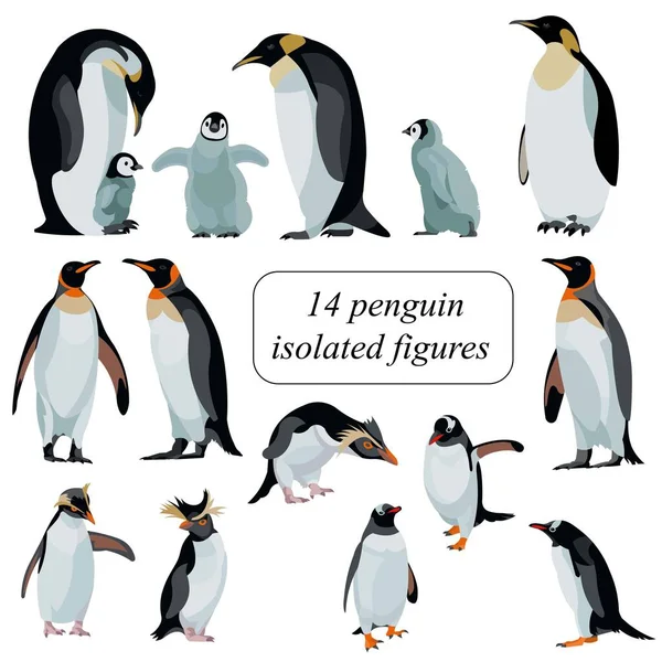 Pingouins Pingouins de différentes espèces figures ensemble — Image vectorielle