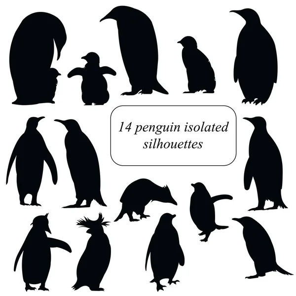 Pinguïns pinguïns van verschillende soorten silhouetten set — Stockvector