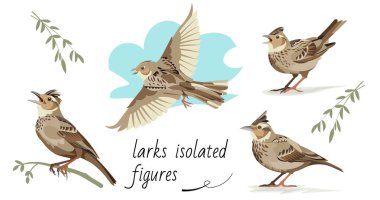 Flying, singing, standing, sitting on a branch larks. Isolated vector figures clipart