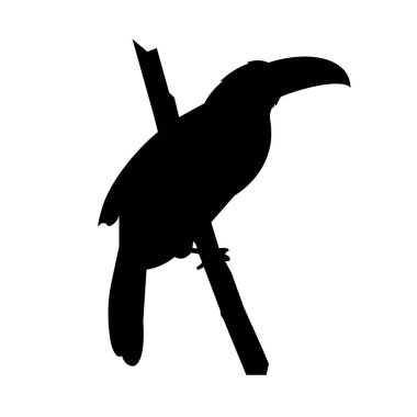 Bir dalda oturan bir Toucan 'ın izole edilmiş silueti.