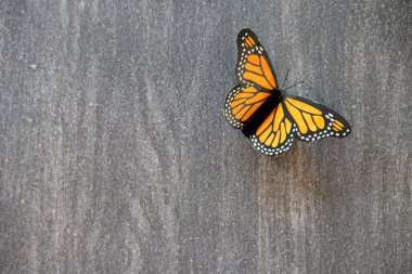 Gri renkli ahşap arka planda kral kelebeği