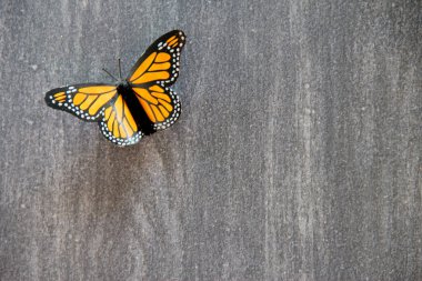 Gri renkli ahşap arka planda kral kelebeği