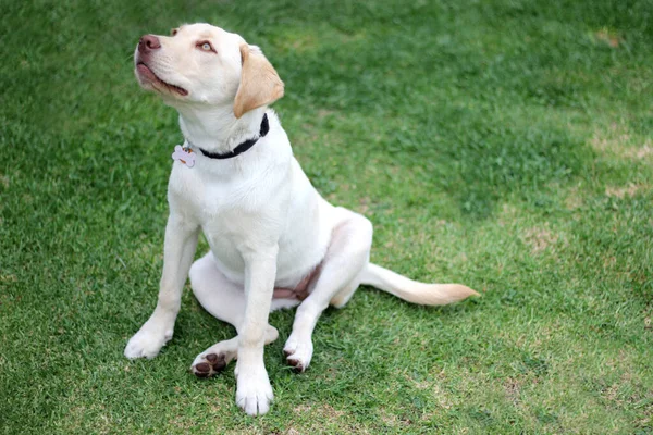 庭で美しい子犬犬の品種のラブラドール — ストック写真