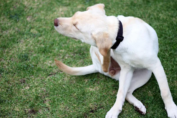 Bonito Cachorro Cão Raça Labrador Jardim — Fotografia de Stock
