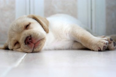 Labrador yavru köpeği yerde uyuyor.