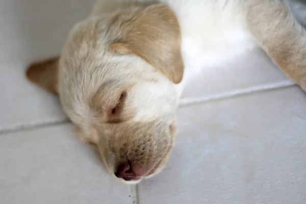 地面で寝ているラブラドール子犬の犬 — ストック写真