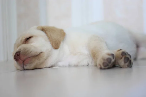 Chien Chiot Labrador Dormant Sur Sol — Photo