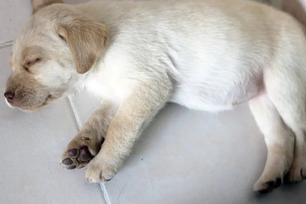 地面で寝ているラブラドール子犬の犬 — ストック写真