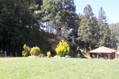 Yeşil çimlerde piknik yapmak ve ormanın arka planında ağaçlar