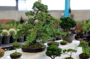 Renkli ve taş kaplarda satılık bonsai ağaçları.