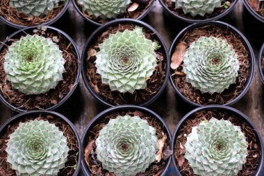 Çöl ekosisteminin bitki örtüsü, kaktüs ve sulu çömlekler