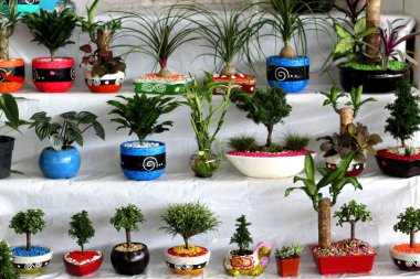 Renkli ve taş kaplarda satılık bonsai ağaçları.