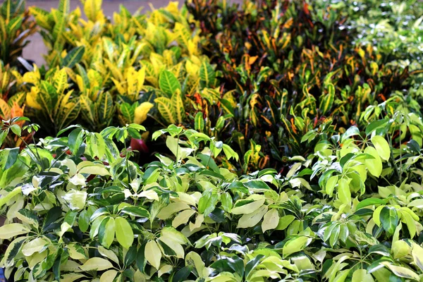 Vista Estufa Venda Flores Coloridas Vegetação Plantas Verdes — Fotografia de Stock