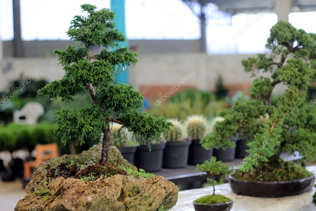 various bonsai trees in colorful and stone handmade pots for sale
