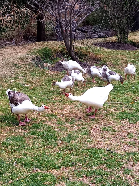 Schwarm Wilder Weißer Enten Auf Dem Gras Wald — Stockfoto