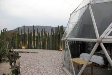 Meksika 'daki kaktüs ormanının ortasındaki jeodezik çadır.