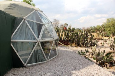 Meksika 'daki kaktüs ormanının ortasındaki jeodezik çadır.
