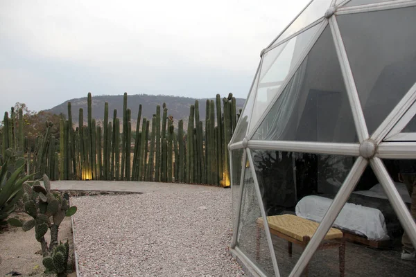 Meksika 'daki kaktüs ormanının ortasındaki jeodezik çadır.