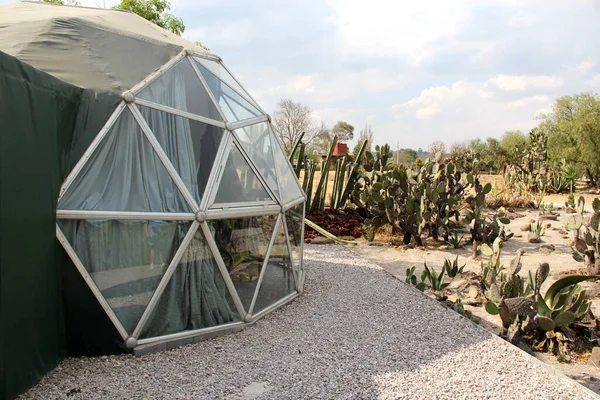 Meksika 'daki kaktüs ormanının ortasındaki jeodezik çadır.