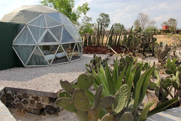 Geodesic dome tent for glamping in the middle of the cactus forest in Mexico