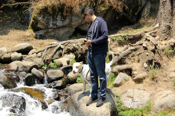 Latino Homem Maduro Explorando Floresta Rio Com Seu Cão Pitbull — Fotografia de Stock
