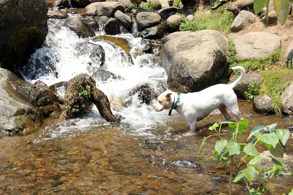 森の真ん中に川を渡る茶色の斑点のある白い丸い犬と自然に囲まれた大きな石 — ストック写真