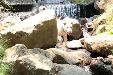 Kahverengi benekli beyaz pitbull köpeği doğanın ortasında, nehirde oynarken ormanı keşfediyor.