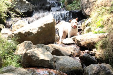 Kahverengi benekli beyaz pitbull köpeği doğanın ortasında, nehirde oynarken ormanı keşfediyor.