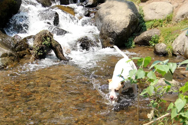 自然の中で川を渡って森を探索茶色の斑点を持つ白い丸い犬 — ストック写真