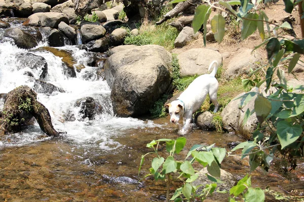 自然の中で川を渡って森を探索茶色の斑点を持つ白い丸い犬 — ストック写真
