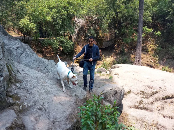 Homem Latino Maduro Meio Floresta Com Seu Cão Pitbull Branco — Fotografia de Stock