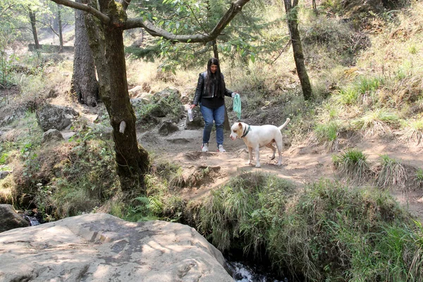 Jonge Latijnse Vrouw Met Witte Pitbull Hond Wandelen Door Het — Stockfoto