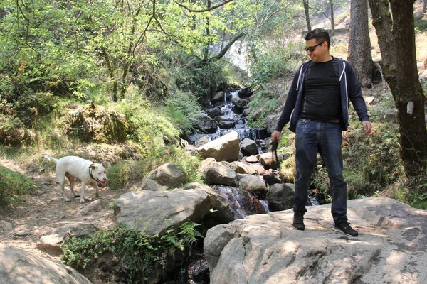 Взрослый Латиноамериканец Белым Питбулем Прогуливается Лесу Между Реками Водопадами Посреди — стоковое фото