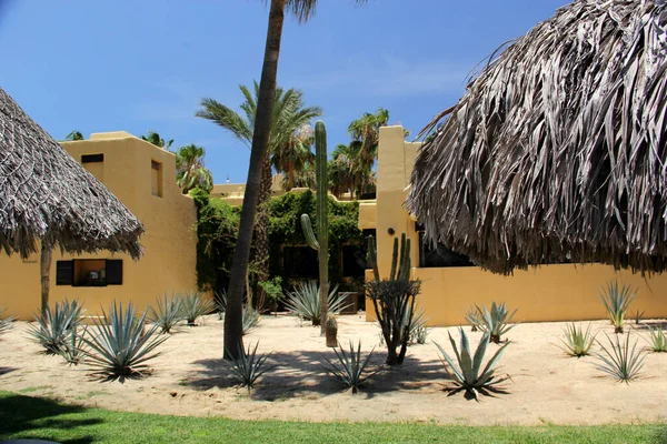 Contrast vegetation of cactus plants and palm trees desert and beach of Baja California