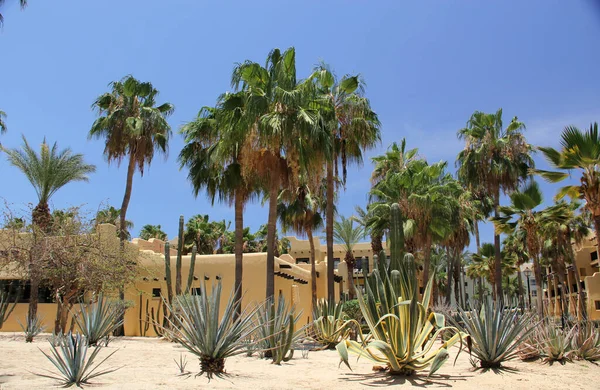Contrast vegetation of cactus plants and palm trees desert and beach of Baja California