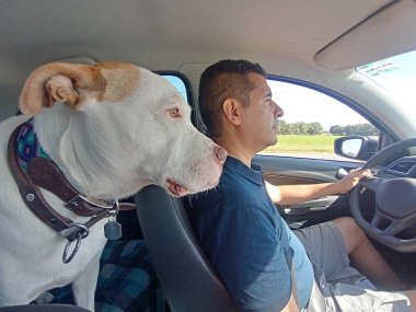 Latin yetişkin bir adam beyaz pitbull köpeği ile birlikte araba kullanıyor. Kahverengi benekli, yola özenli, birlikte seyahat ediyorlar. 