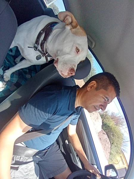 ラテン系の大人の男は茶色の斑点を持つ彼の白い小犬を伴う車を運転し 道路に注意して 彼らは一緒に旅行する — ストック写真