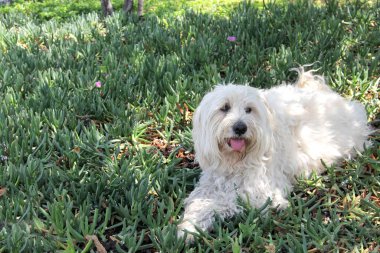Güzel tüylü beyaz yalnız köpek bahçede çiçeklerle oynuyor ve dinleniyor.
