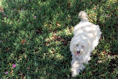 Güzel tüylü beyaz yalnız köpek bahçede çiçeklerle oynuyor ve dinleniyor.