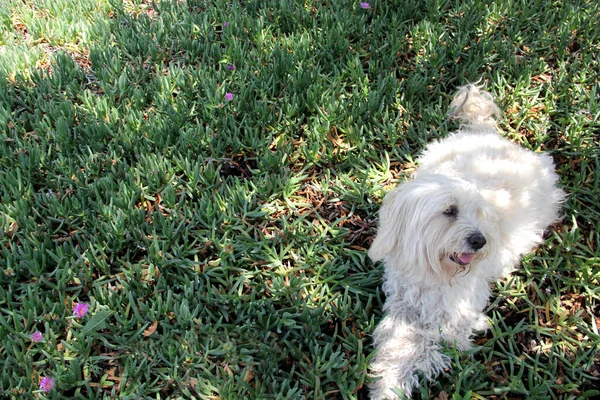 草の上の庭で花々と遊ぶ美しい毛皮のような白い孤独な犬 — ストック写真
