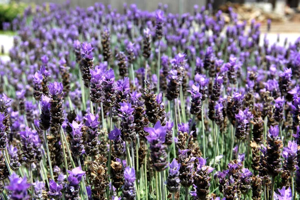 Beautiful Aromatic Purple Lavender Flowers Multiple Uses Benefits Infusion Tea — Stock Photo, Image