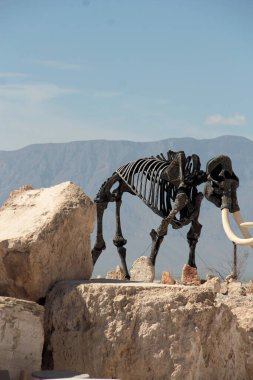 Cuatro Cienegas, Coahuila, Meksika - 28 Temmuz 2025: Cuatro Cienegas, Coahuila, Meksika 'daki Mermer Madenlerindeki dinozor iskeletleri