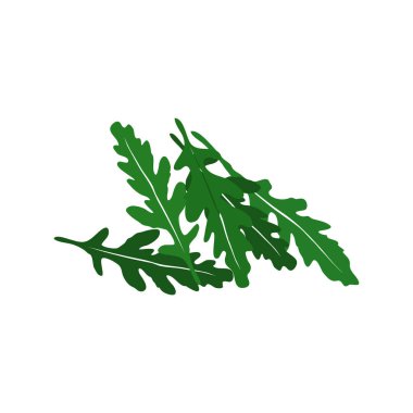 El yapımı roka salatası. Beyaz arkaplanda vektör illüstrasyonu izole edildi. Sağlıklı gıda konsepti