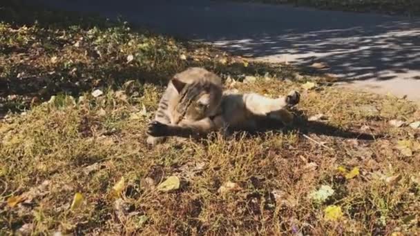 Kucing Liar Musim Gugur Menjilat Sendiri Jalan Mencuci Membersihkan Bulunya — Stok Video