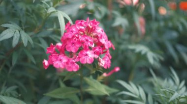 Kırmızı bir çiçek rüzgarda farklı yönlerde sallanıyor.