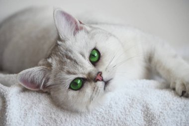 Beyaz arka planda yeşil gözlü beyaz bir kedi yatıyor. İngiliz gümüşi çinçillası. Yakın plan..