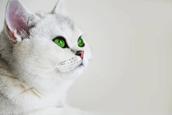 Gato Blanco Con Ojos Verdes Sobre Fondo Blanco Chinchilla Plata —  Fotos de Stock