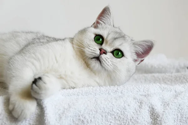 Белый Кот Зелеными Глазами Лежит Белом Фоне Британская Серебряная Шиншилла — стоковое фото